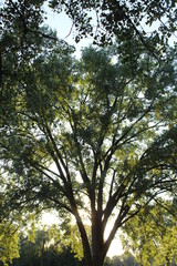 sun shining through trees