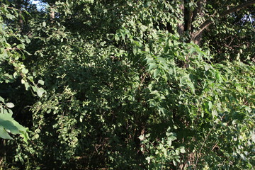 green leaves background