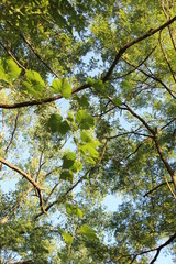 green leaves against blue sky