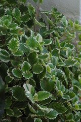 Spurflower, Swedish Ivy, Incense Plant