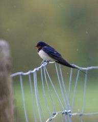 Selective focus of Barn Swallow, Hirundo rustica, resting on wire fence with blurred background