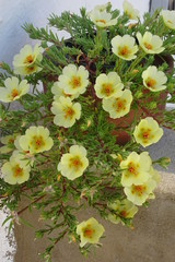 Moss-rose Purslane, Succulent Flowering Plant