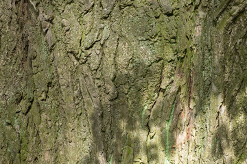 Close-up of the textured bark of the old tree as a back. Horizontal orientation, selective focus.