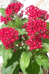 Red Pentas, Egyptian Star Flower