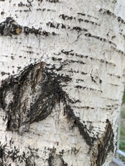 the texture of the birch tree