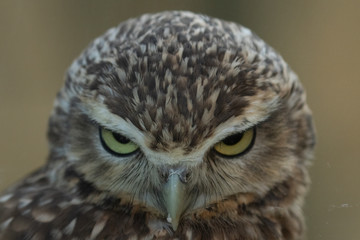 Cute Burrowing Owl, Athene cunicularia, staring straight at camera with powerful look