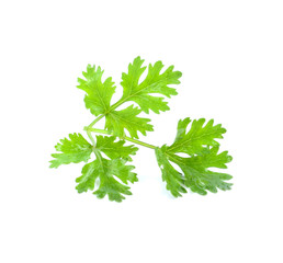 fresh green leaf coriander isolate on white background