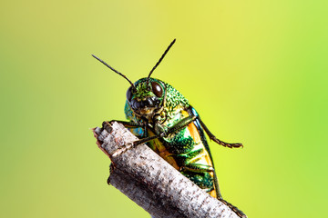 Closeup jewel beetles, Macro shot insect.