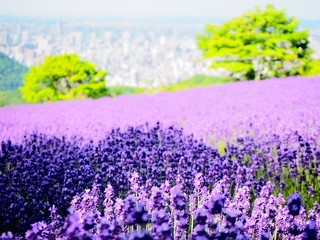 北海道　ラベンダー　幌見峠