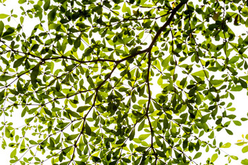 leaf and branch background