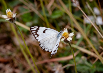 butterfly on a flower