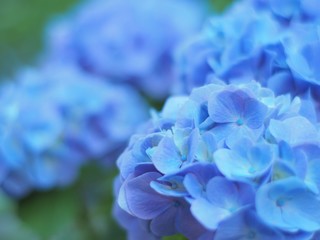 紫陽花　アジサイ　夏