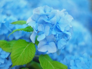 紫陽花　アジサイ　夏