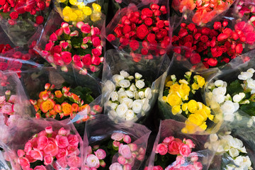 many color of Begonia