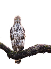 Changeable Hawk Eagle,Crested Hawk Eagle on branch on white background.