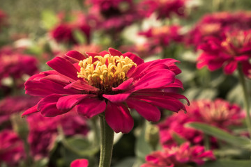 pink blooming Zinnia