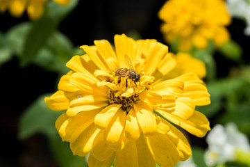 Zinnia and bee