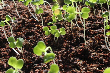young plant in the ground