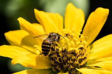 Zinnia and bee