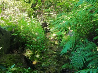 日本庭園　庭　池　森