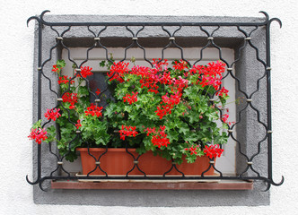 Window with geranium 