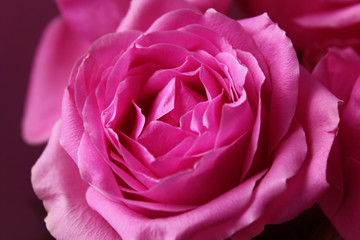Fototapeta na wymiar a large fresh blooming pink rose