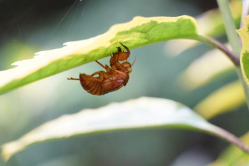蝉の抜け殻