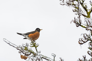American robin bird on ice covered branch