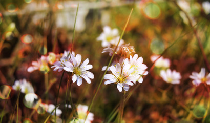 Białe kwiaty łąkowe na rozmytym tle © gosia