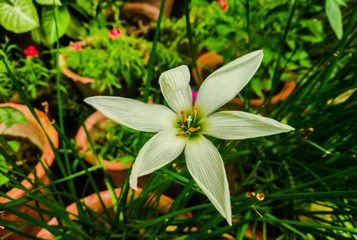lily of the valley in the garden