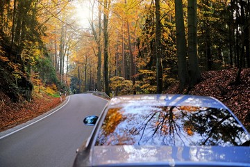  Autumn travel and trips.Road view.  Car on the autumn road.Silver color car on the road with autumn bright trees on a sunny evening.Autumn landscape. Fall season.Autumn time.