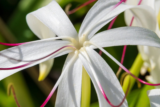 Giant crinum lily, a.k.a. poison bulb (Crinum asiaticum) macro shot of flower - Davie, Florida, USA