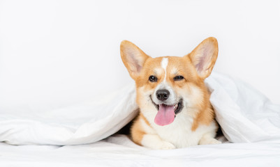 Happy Pembroke welsh corgi dog lies under white blanket at home. Empty space for text