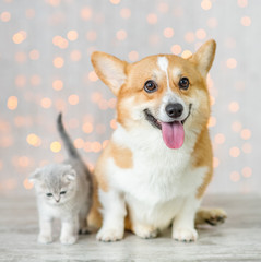 Pembroke welsh corgi dog and baby kitten sit together on festive background