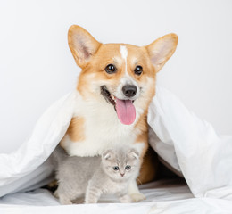 Pembroke welsh corgi dog and tiny kitten sit together under warm blanket on a bed at home