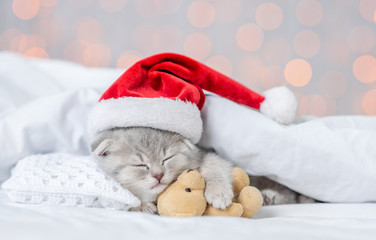 Fototapeta premium Baby kitten sleeping in red christmas hat with toy bear on pillow under blanket on festive background