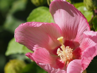 Fototapeta na wymiar ピンクの花のアップ