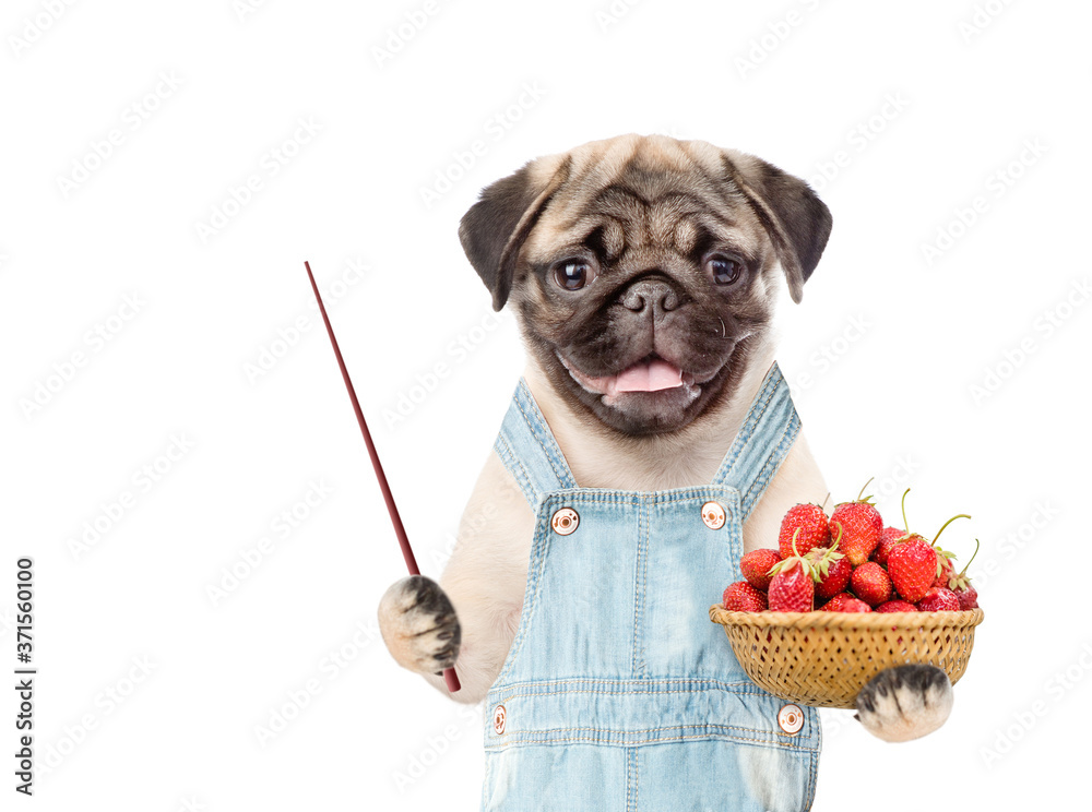 Poster pug puppy farmer wearing overalls holds basket of strawberries and points away on empty space. isola