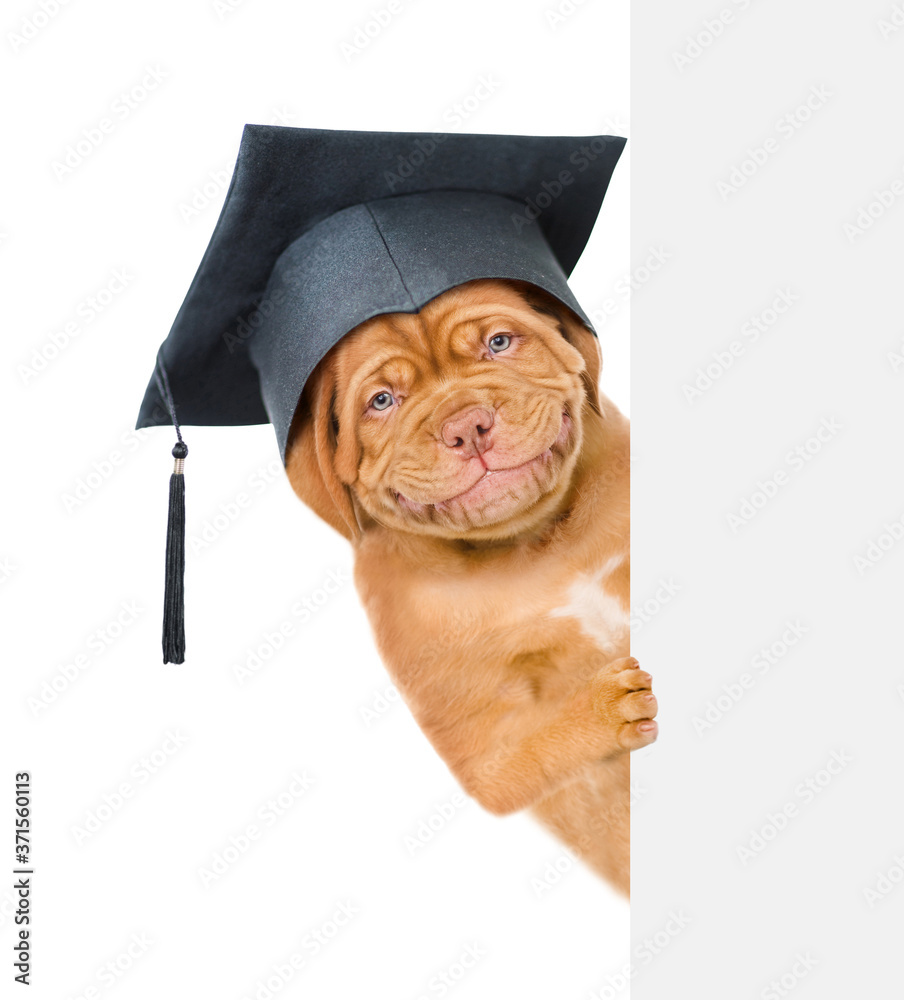 Poster graduated dog looks from behind empty white banner. isolated on white background