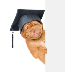Graduated dog looks from behind empty white banner. isolated on white background
