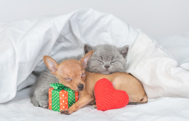 Cute kitten and Toy terrier puppy sleep together with red heart and gift box under warm blanket on a bed at home. Valentines day concept