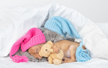 Fototapeta na wymiar Baby kitten and toy terrier puppy wearing warm hats sleep together under a warm blanket on a bed at home. Puppy embraces favorite toy bear