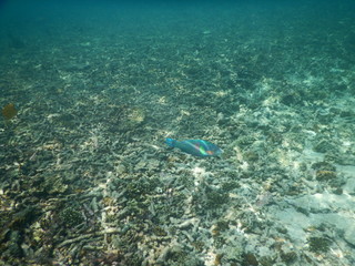 タイ　ナンユアン島の魚