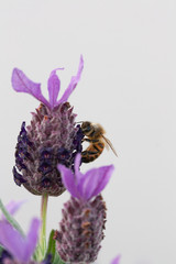 Honey Bee pollinating Spanish Lavender - Apis mellifera pollinating Lavandula stoechas