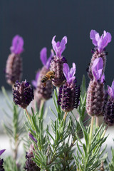 Honey Bee pollinating Spanish Lavender - Apis mellifera pollinating Lavandula stoechas