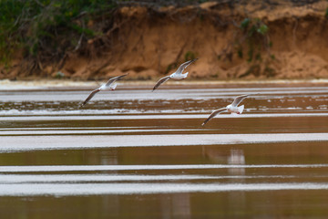 Seagulls in Flight over the Lagoon