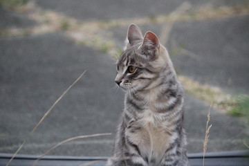 portrait of a tabby cat
