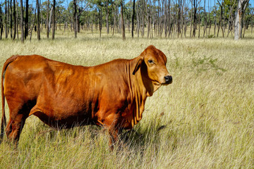 Naklejka premium one cow in paddock with lots of grass