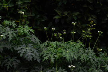 Dark green natural background.Green natural leaves in garden making pattern backdrop. No main focus,lowkey shot concept.