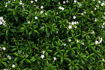 Small white flowers on green leaves background.
